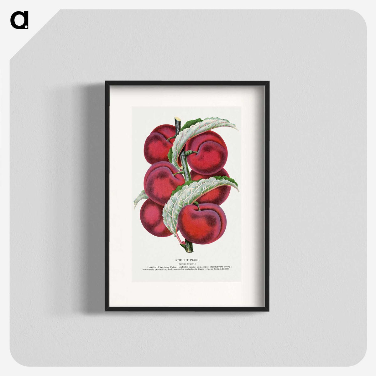 1-87_Botanical-Specimen-Plates_blk