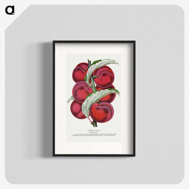 1-87_Botanical-Specimen-Plates_blk