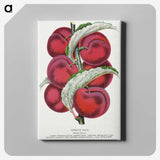 1-87_Botanical-Specimen-Plates_canvas