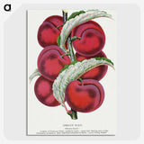 1-87_Botanical-Specimen-Plates_picture-crop