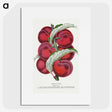 1-87_Botanical-Specimen-Plates_picture