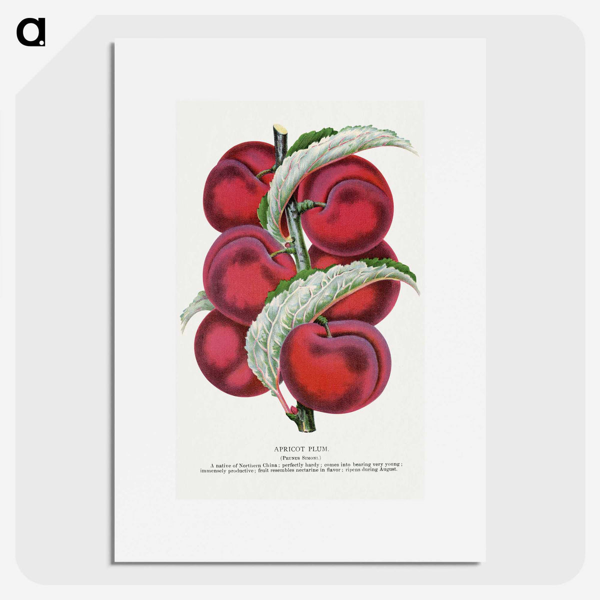 1-87_Botanical-Specimen-Plates_picture