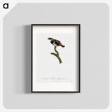 1-87_Des-Oiseaux-de-Paradis_blk