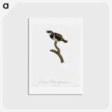 1-87_Des-Oiseaux-de-Paradis_hagaki