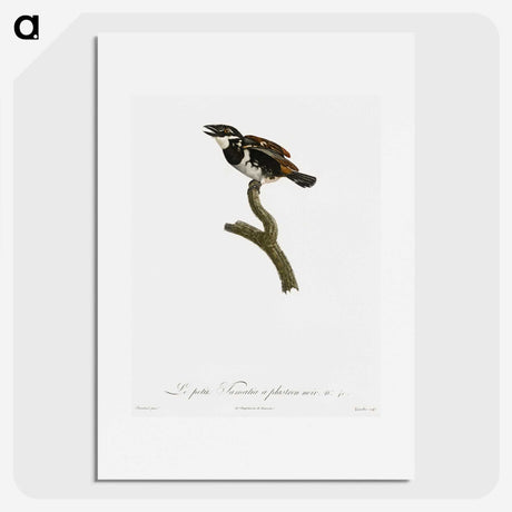 1-87_Des-Oiseaux-de-Paradis_picture