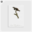 1-87_Des-Oiseaux-de-Paradis_postcard
