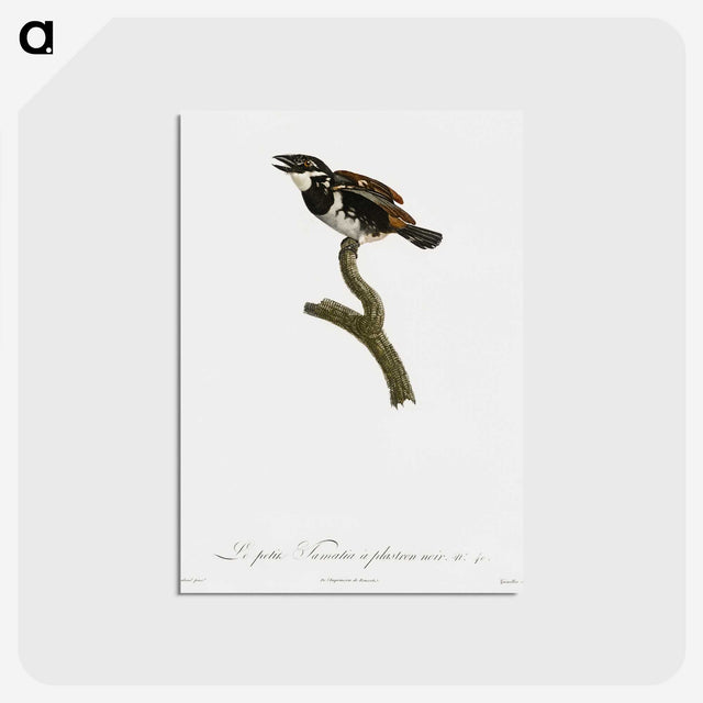 1-87_Des-Oiseaux-de-Paradis_postcard