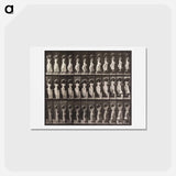アートポストカード-Woman Descending Staircase
 - エドワード マイブリッジ Postcard.