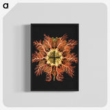 1-87_Ernst-Haeckel_blk-crop