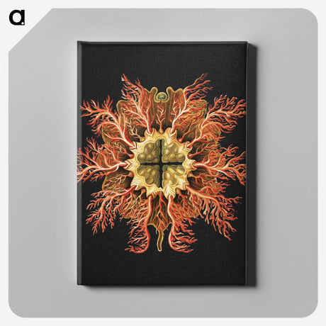 1-87_Ernst-Haeckel_canvas