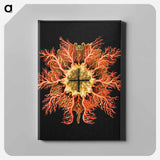 Colorful vintage tunicate marine life illustration - エルンスト ヘッケル Canvas.