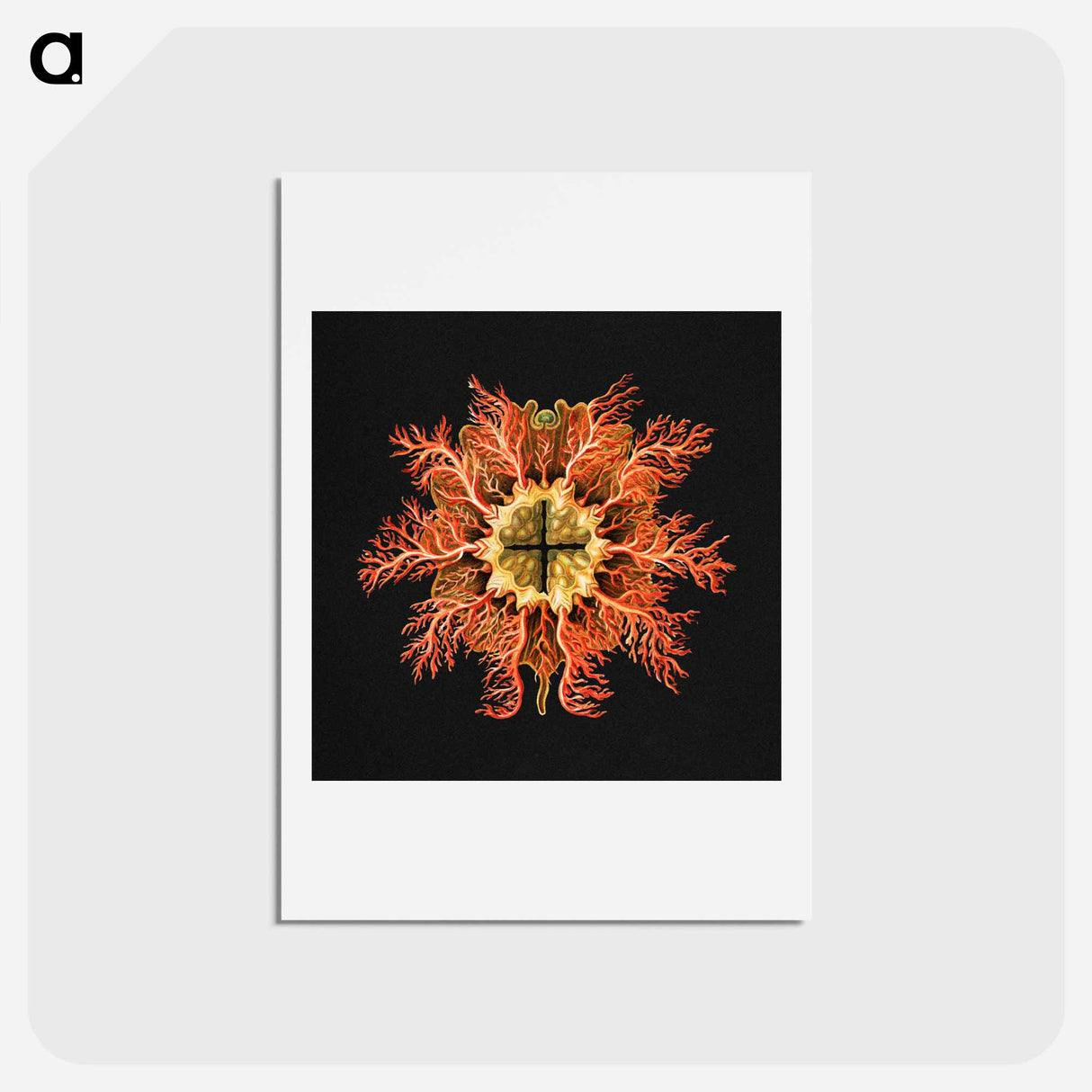 アートポストカード-Colorful vintage tunicate marine life illustration - エルンスト ヘッケル Postcard.