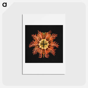 アートポストカード-Colorful vintage tunicate marine life illustration - エルンスト ヘッケル Postcard.