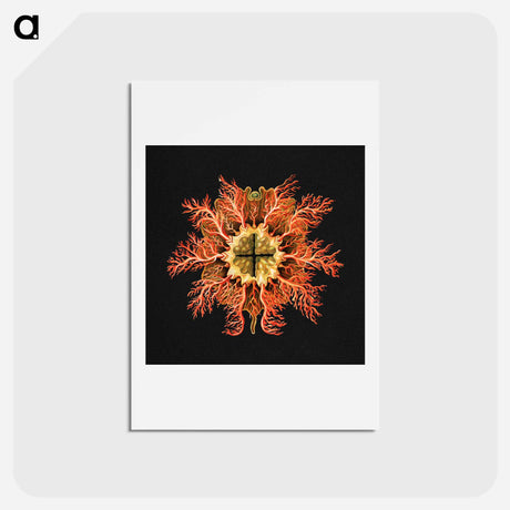 アートポストカード-Colorful vintage tunicate marine life illustration - エルンスト ヘッケル Postcard.