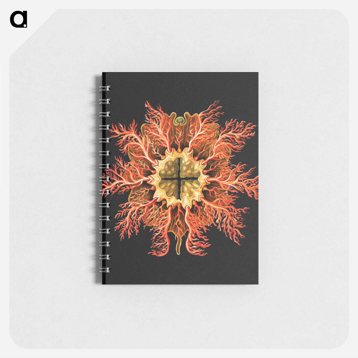 アートメモ帳-Colorful vintage tunicate marine life illustration - エルンスト ヘッケル Memo.