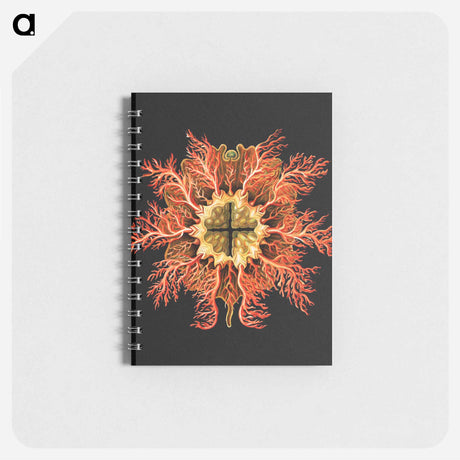 アートメモ帳-Colorful vintage tunicate marine life illustration - エルンスト ヘッケル Memo.