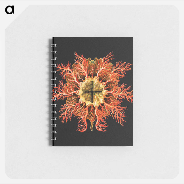 アートメモ帳-Colorful vintage tunicate marine life illustration - エルンスト ヘッケル Memo.