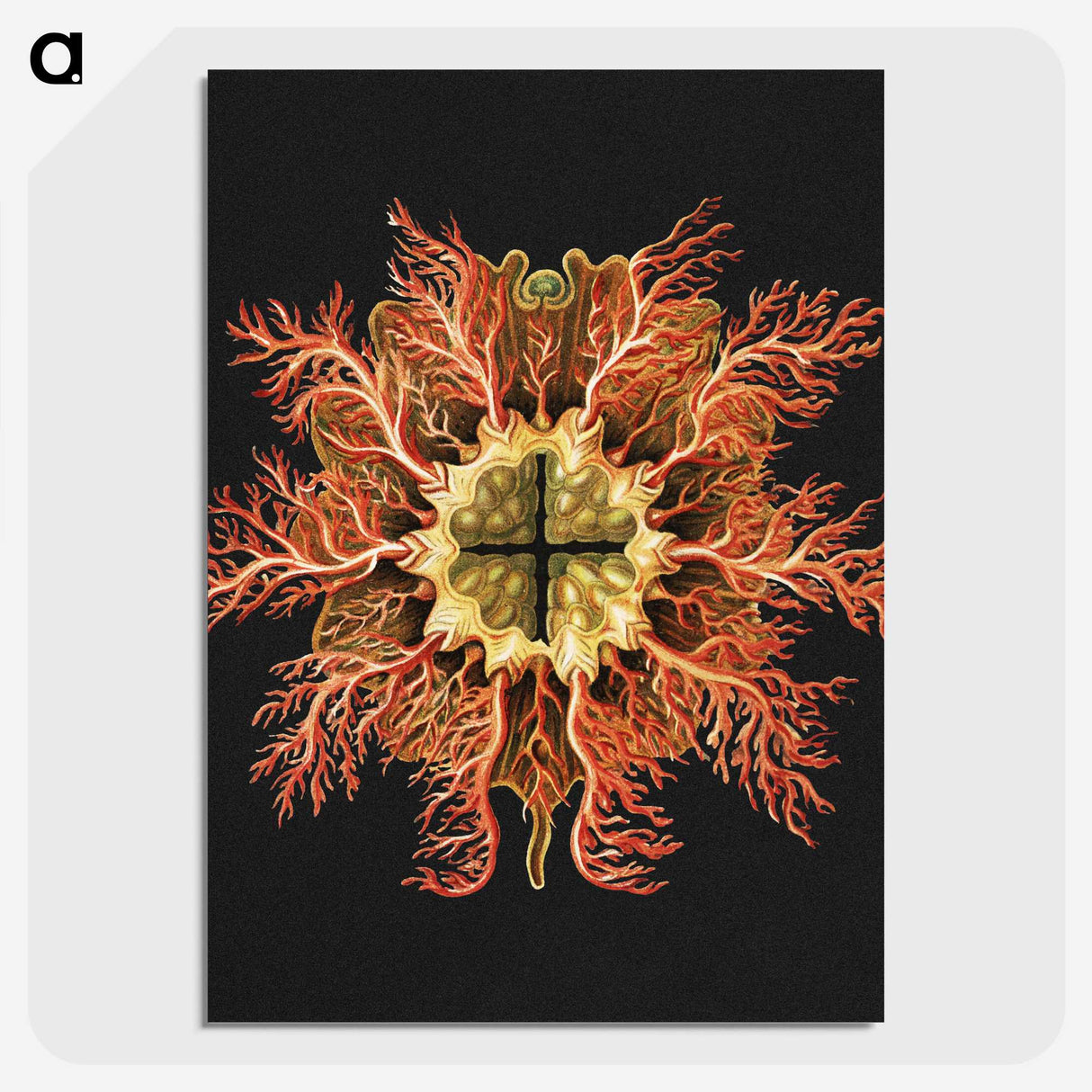 1-87_Ernst-Haeckel_picture-crop