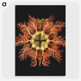 1-87_Ernst-Haeckel_picture-crop