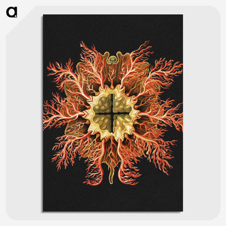 1-87_Ernst-Haeckel_picture-crop