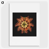 1-87_Ernst-Haeckel_picture