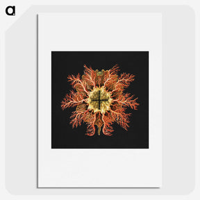 1-87_Ernst-Haeckel_picture