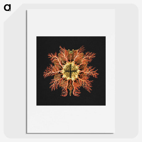 1-87_Ernst-Haeckel_picture