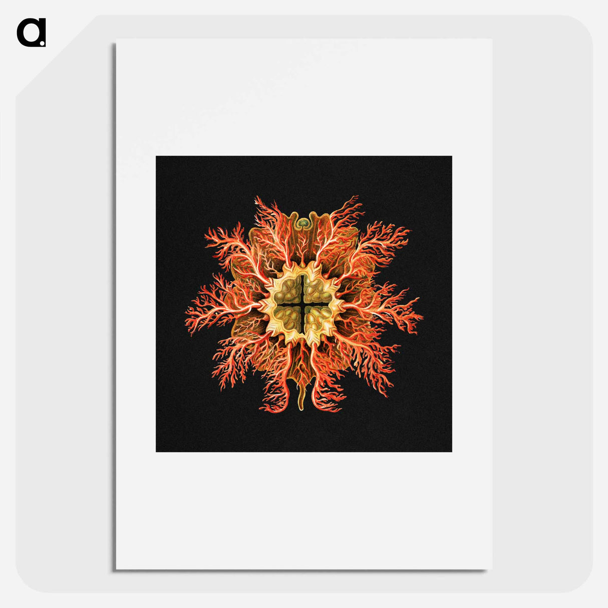 Colorful vintage tunicate marine life illustration - エルンスト ヘッケル Poster.