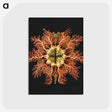1-87_Ernst-Haeckel_postcard