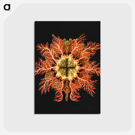 アートポストカード-Colorful vintage tunicate marine life illustration - エルンスト ヘッケル Postcard.