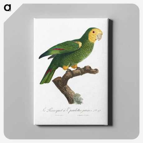 1-87_Francois-Levaillant_canvas
