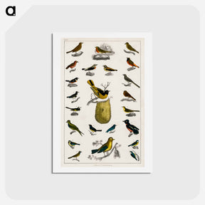 アートポストカード-Birds from Animated Nature
 - ゴールドスミスの生き生きとした自然 Postcard.