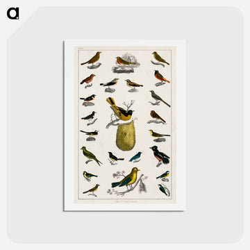 Birds from Animated Nature
 - ゴールドスミスの生き生きとした自然 Postcard.