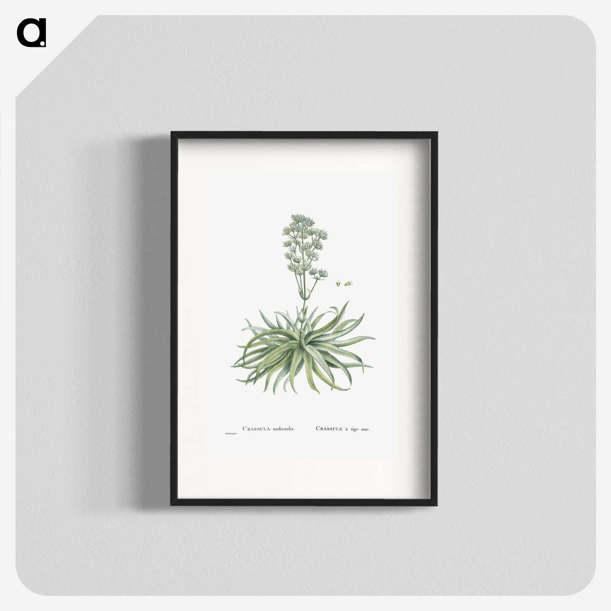 1-87_Histoire-des-Plantes-Grasses_blk