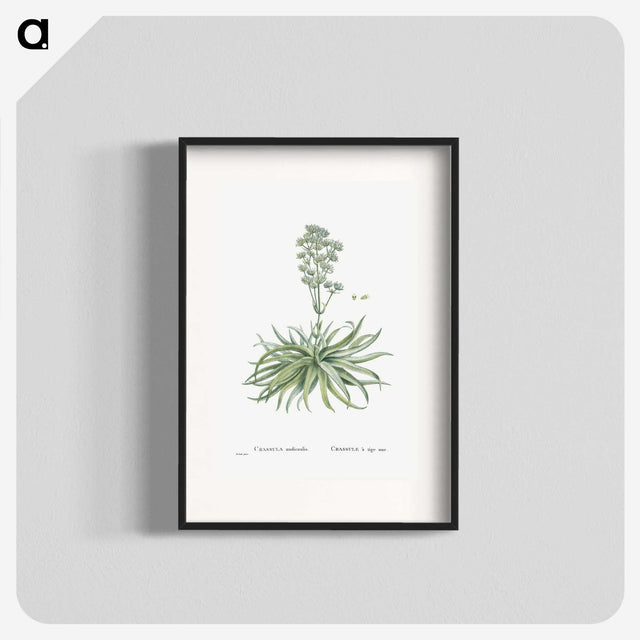 1-87_Histoire-des-Plantes-Grasses_blk