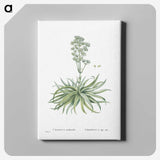 1-87_Histoire-des-Plantes-Grasses_canvas