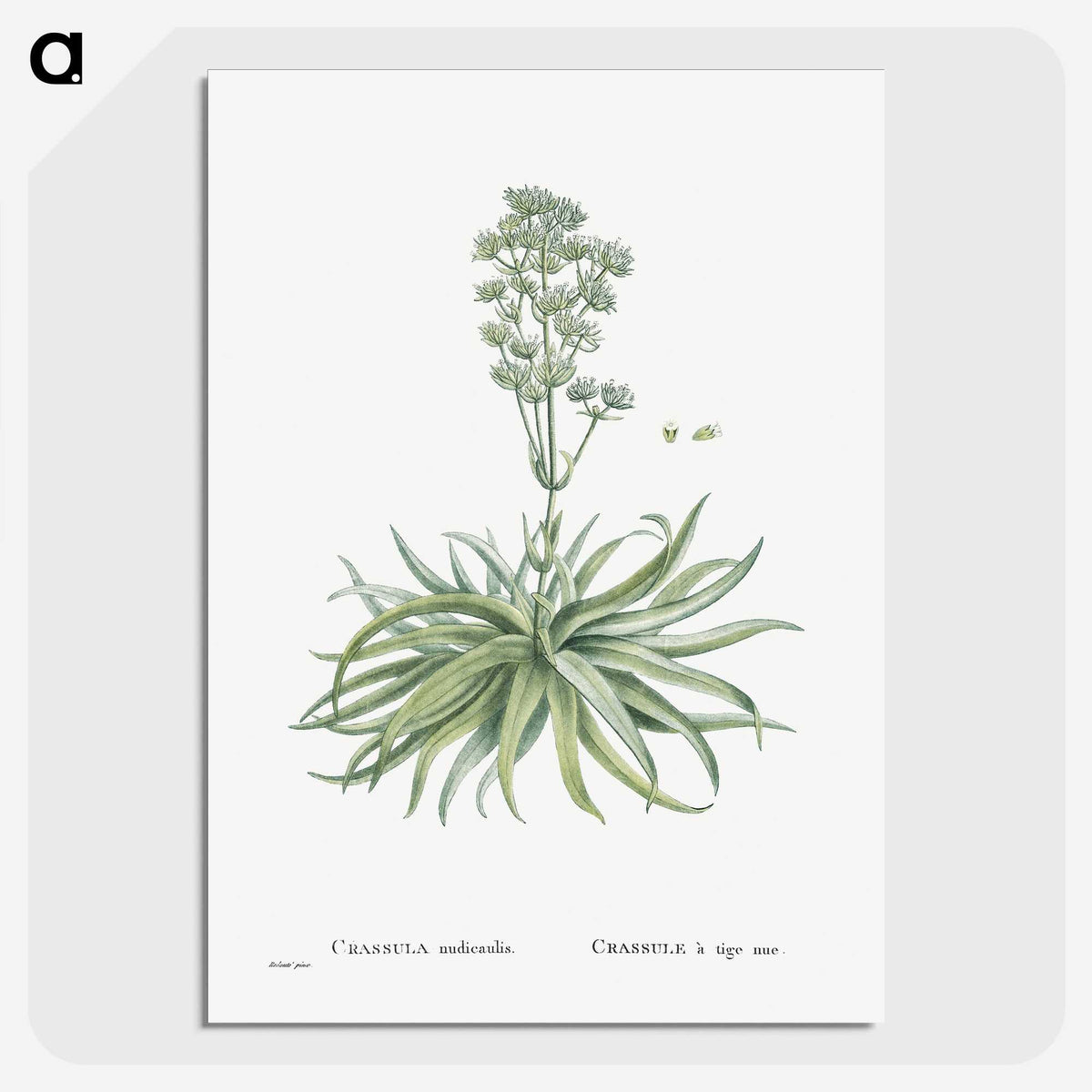 1-87_Histoire-des-Plantes-Grasses_picture-crop