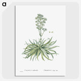 1-87_Histoire-des-Plantes-Grasses_picture-crop