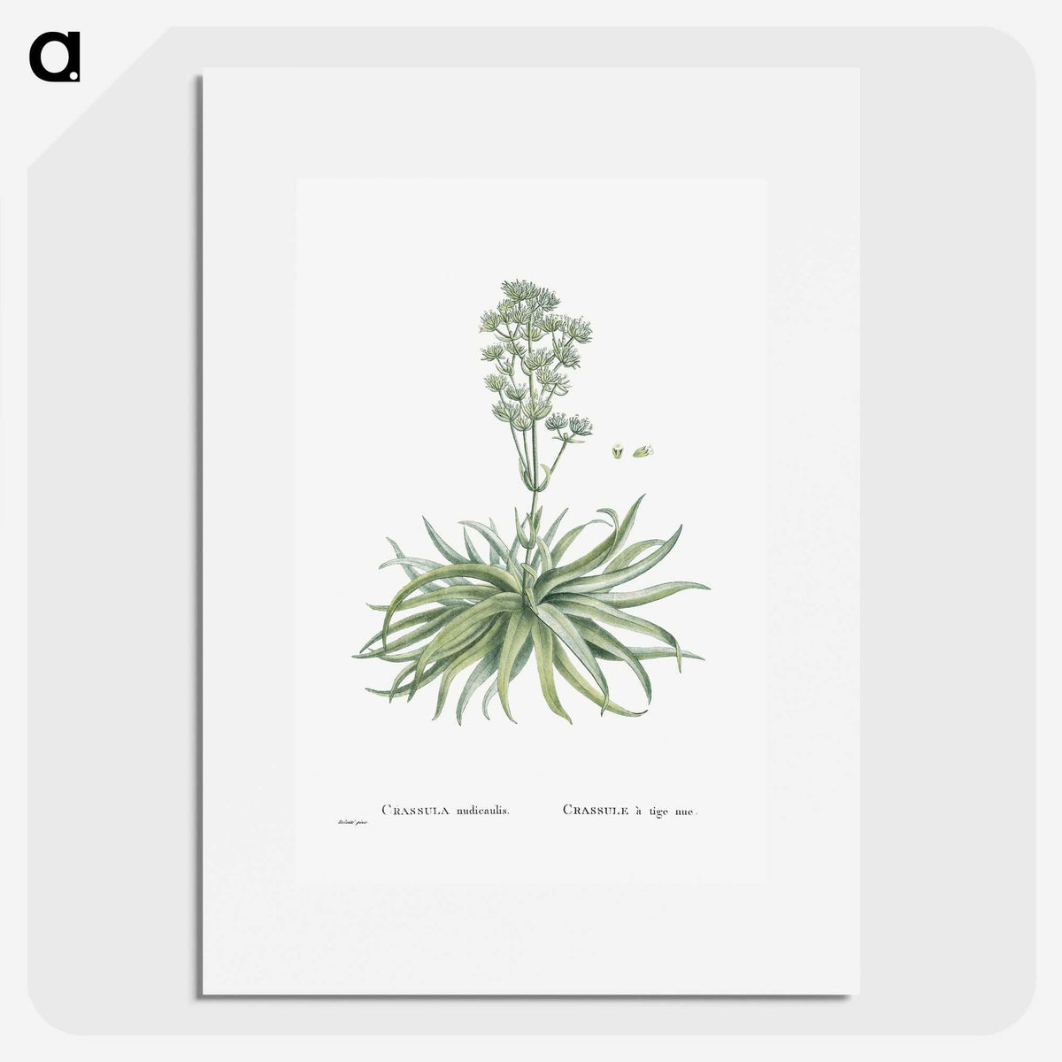 1-87_Histoire-des-Plantes-Grasses_picture