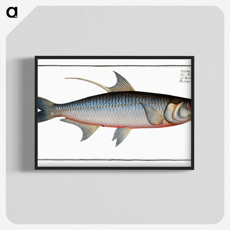 1-87_Ichtyologie-ou-Histoire-naturelle_blk-crop