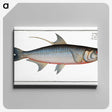 1-87_Ichtyologie-ou-Histoire-naturelle_canvas