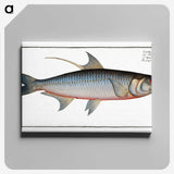 1-87_Ichtyologie-ou-Histoire-naturelle_canvas