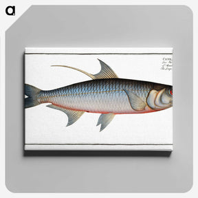 1-87_Ichtyologie-ou-Histoire-naturelle_canvas