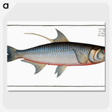 1-87_Ichtyologie-ou-Histoire-naturelle_picture-crop