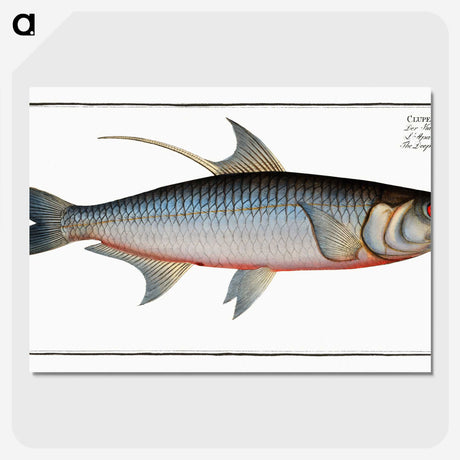 1-87_Ichtyologie-ou-Histoire-naturelle_picture-crop
