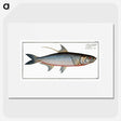 1-87_Ichtyologie-ou-Histoire-naturelle_picture