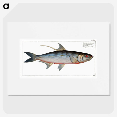 1-87_Ichtyologie-ou-Histoire-naturelle_picture