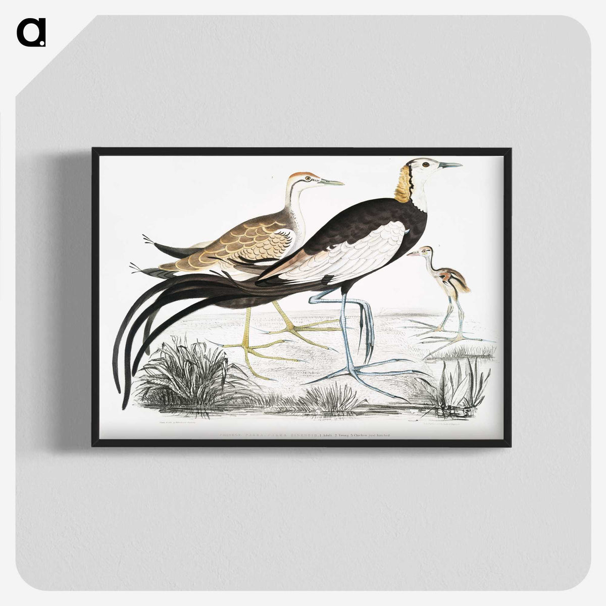 1-87_Indian-Zoology_blk-crop