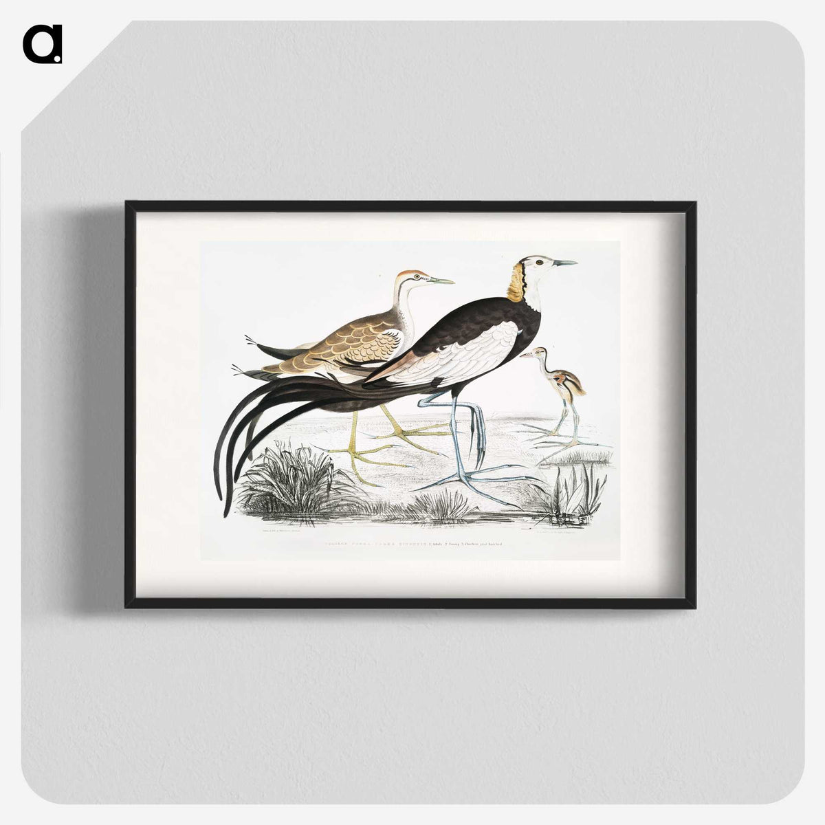 1-87_Indian-Zoology_blk
