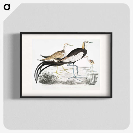 1-87_Indian-Zoology_blk